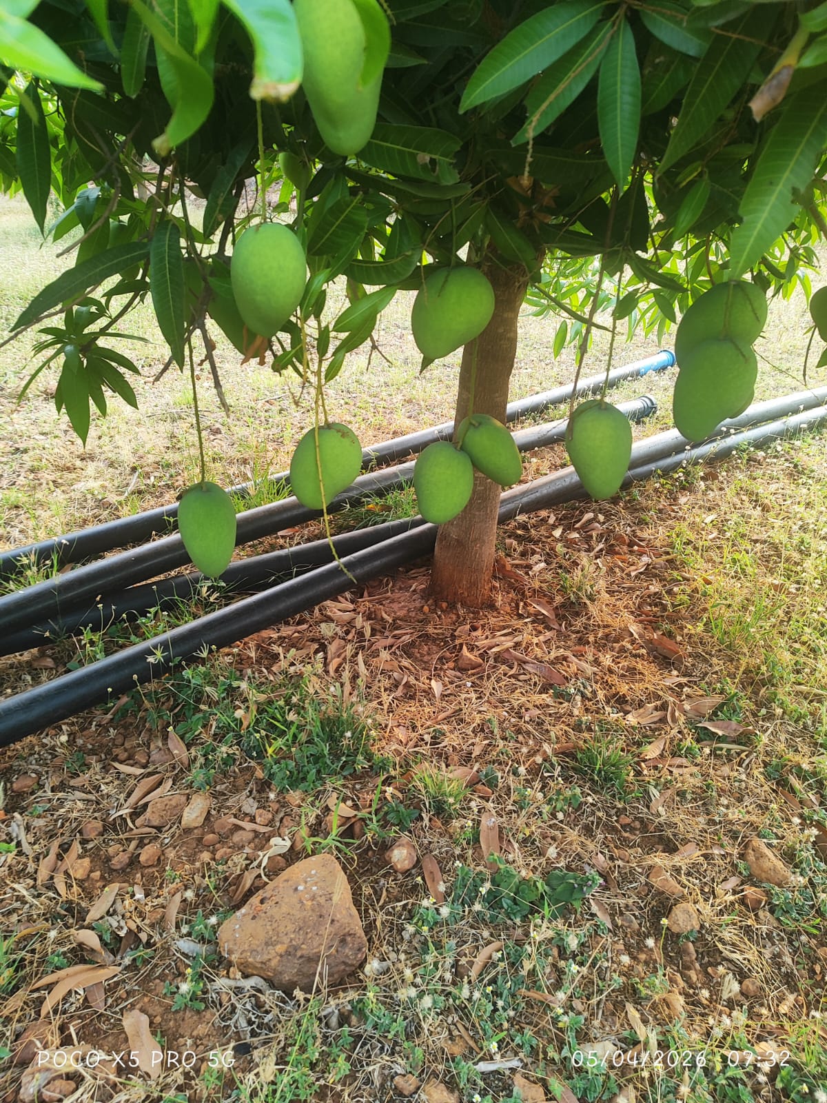Our mango orchard with drip irrigation