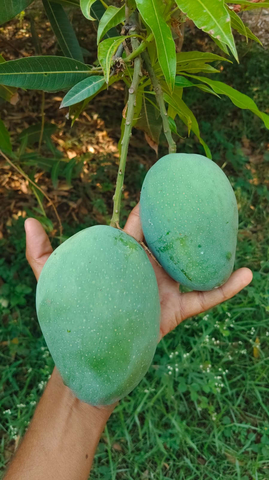Fresh mangoes held from the tree