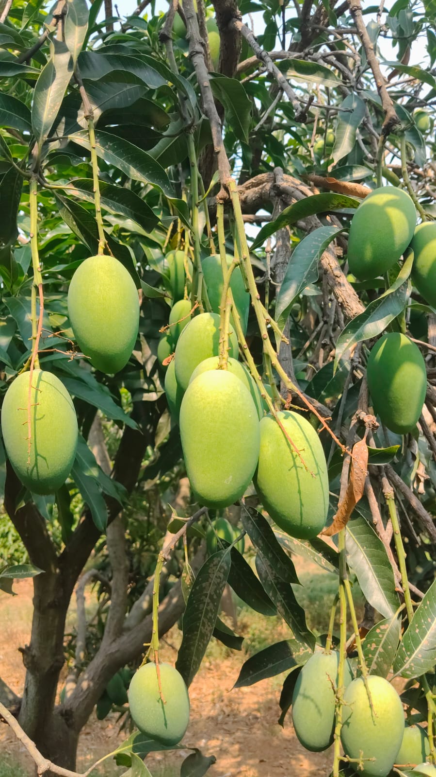 Mango farm